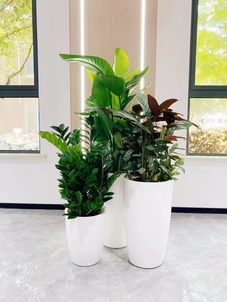 宁波杭州湾盆景租摆设计